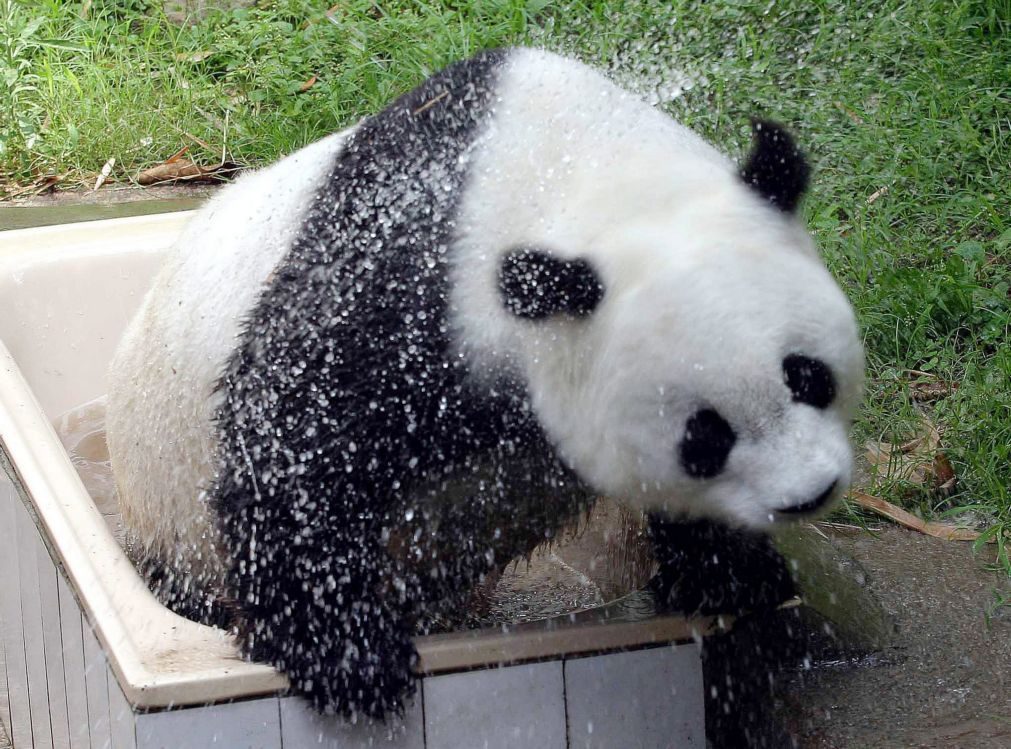 Morreu panda gigante mais velho do mundo que vivia em cativeiro na China