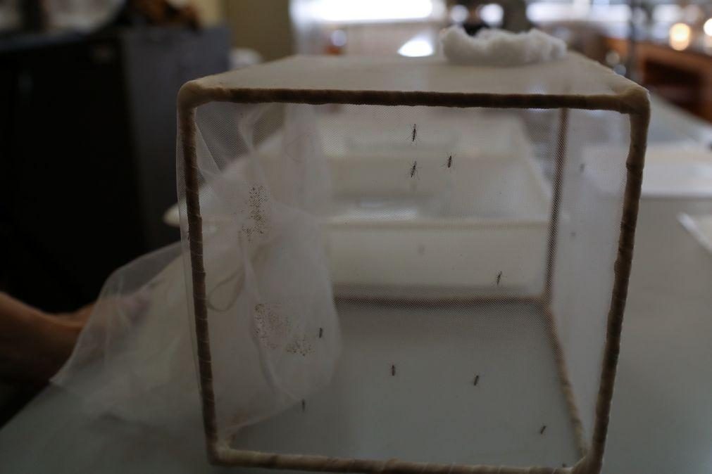 Estudo usa larvas para avaliar novo combate à malária em Moçambique