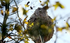 Tábua destruiu 718 ninhos de vespa asiática desde 2018