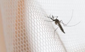 É por este motivo fedorento que os mosquitos picam mais certas pessoas
