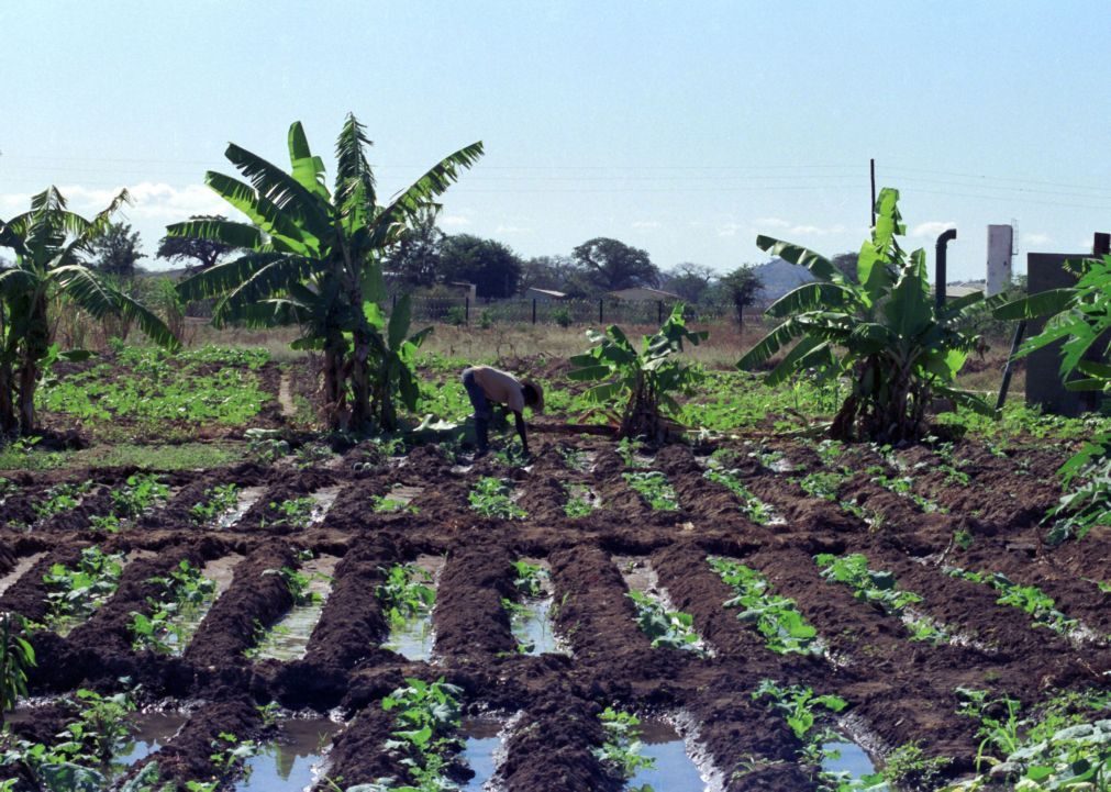 Empresários portugueses em Bissau para analisar oportunidades de negócio no setor agrícola