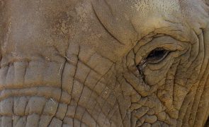 Elefante mata cinco deslocados em Cabo Delgado