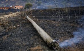 Homem detido por suspeita de incêndio florestal no Pinhal Novo