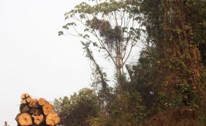 Desflorestamento no Brasil cresceu 20% em 2021