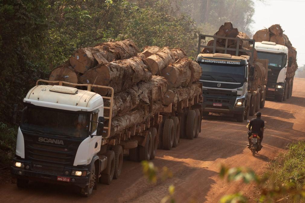 Relatório acusa Brasil de ignorar destruição de florestas na Amazónia