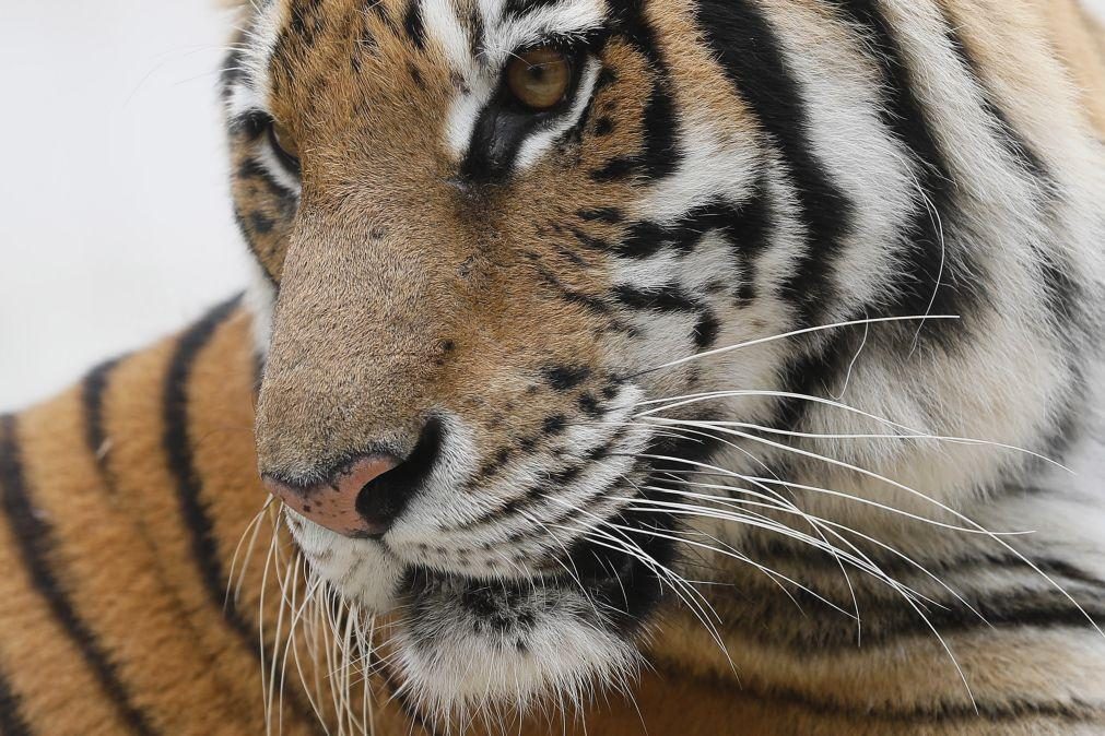 Tigres continuam em ameaça de extinção, mas população é maior do que se pensava