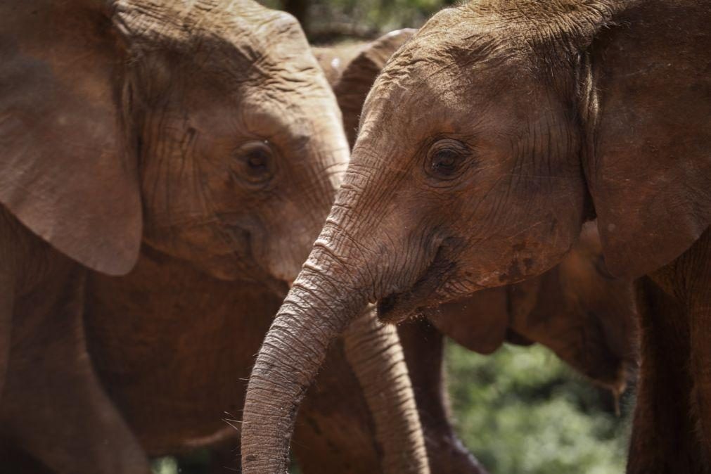 Manada de 50 elefantes invade comunidade e destrói culturas em Moçambique