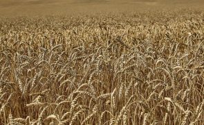 Ucrânia: Cotação do trigo nas bolsas de mercadorias regressa ao pré-invasão