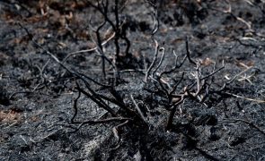 Incêndio em Alijó em fase de resolução - CDOS de Vila Real