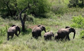 Manada de elefantes que invadiu distrito moçambicano destrói 15 casas