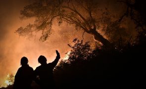 Polícia Judiciária detém suspeito de atear fogo florestal em Cinfães
