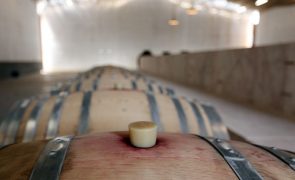 Setor do vinho pede ao Governo plano extraordinário de apoio