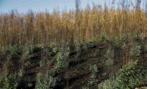 Associações acusam celuloses de ilegalidade em reflorestação em Pedrógão Grande