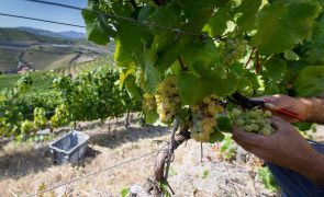 Seca: Viticultores do Douro preparam vindima de incertezas