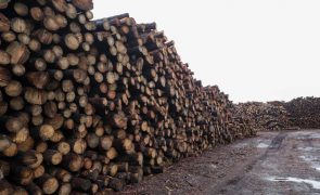 ICNF disponível para apoiar ações de venda de madeira ardida