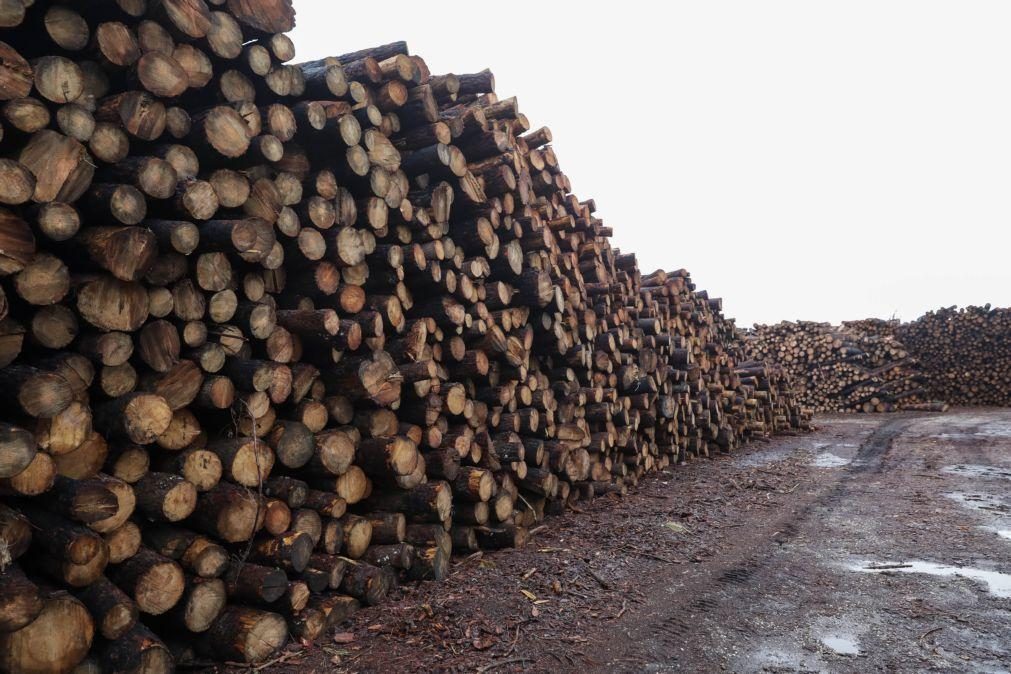ICNF disponível para apoiar ações de venda de madeira ardida