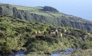 Açores vão fazer levantamento de investimentos sustentáveis na agricultura