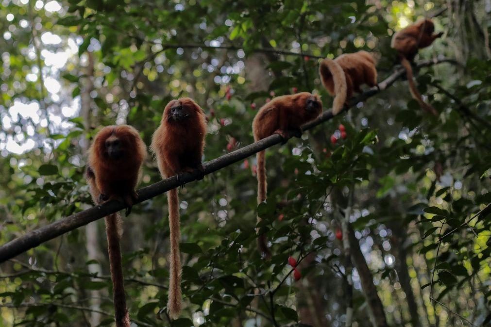 OMS lamenta ataques contra primatas no Brasil devido à Monkeypox