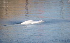 Baleia beluga perdida no rio Sena retirada da água