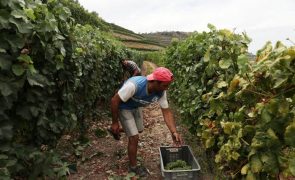 Vindouro em São João da Pesqueira bate recorde de produtores de vinho inscritos