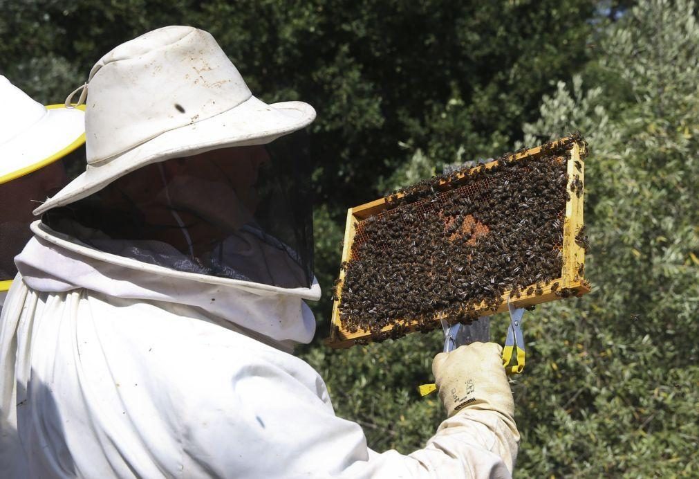 Anos consecutivos de baixas produções preocupam apicultores de Vila Pouca de Aguiar