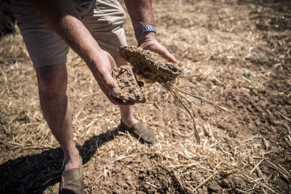 Rios secos e culturas mortas por seca que pode tornar-se a pior em 500 anos na Europa