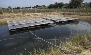 Projeto de redução hídrica coloca Maçã de Alcobaça entre as que menos água consome
