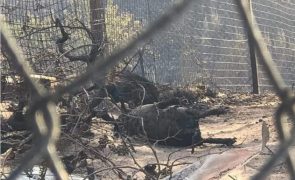 Casal acusado de abandonar cão acorrentado no meio de chamas na Serra da Estrela