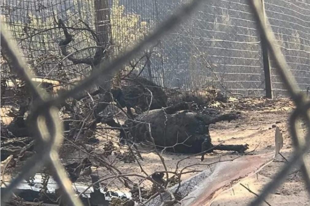Casal acusado de abandonar cão acorrentado no meio de chamas na Serra da Estrela
