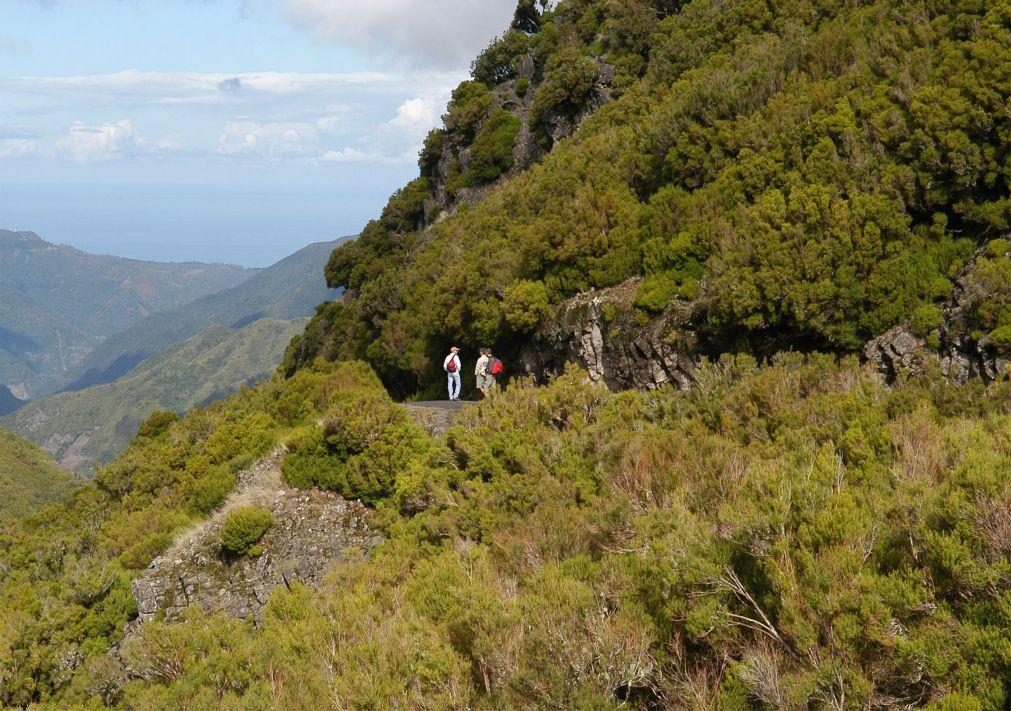 Madeira limpou mais de 1.600 hectares de floresta desde 2016