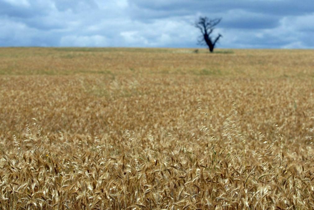 Campanha de cereais de inverno foi a 2.ª pior dos últimos 105 anos