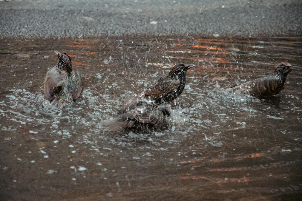 Previsão do tempo com muito calor para esta sexta-feira