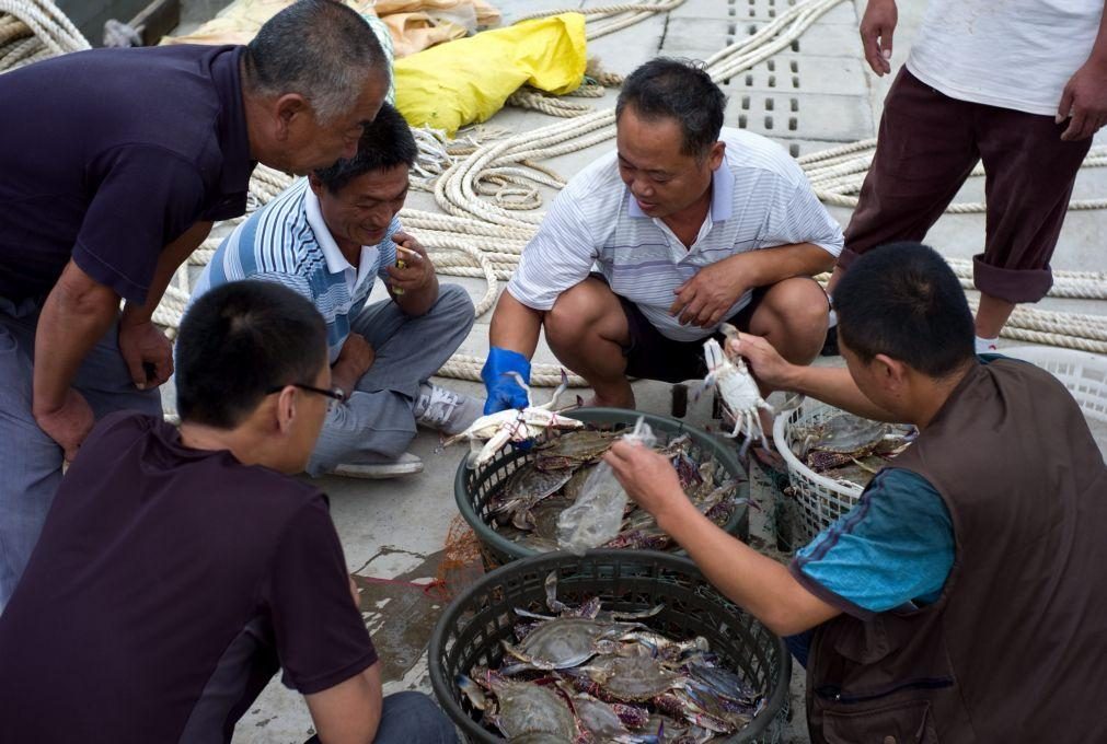 Covid-19: Cidades chinesas testam... peixes, caranguejos e camarões