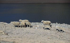 Mais de 10 pastores da serra da Estrela recebem palha e ração a partir da próxima semana