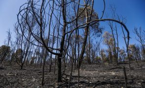 Mais de 120 operacionais combatem fogo rural em Vila Real