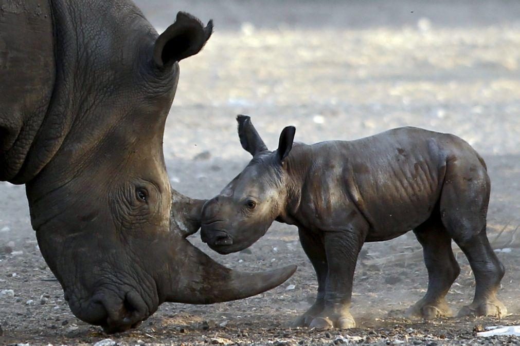 Parque moçambicano do Zinave recebe mais oito rinocerontes
