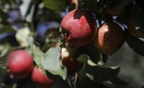 Carrazeda de Ansiães prevê quebras de mais de 70% na produção de maçã