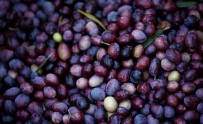 Previsão de quebras de 40% na produção de azeitona em Trás-os-Montes