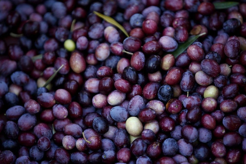 Previsão de quebras de 40% na produção de azeitona em Trás-os-Montes
