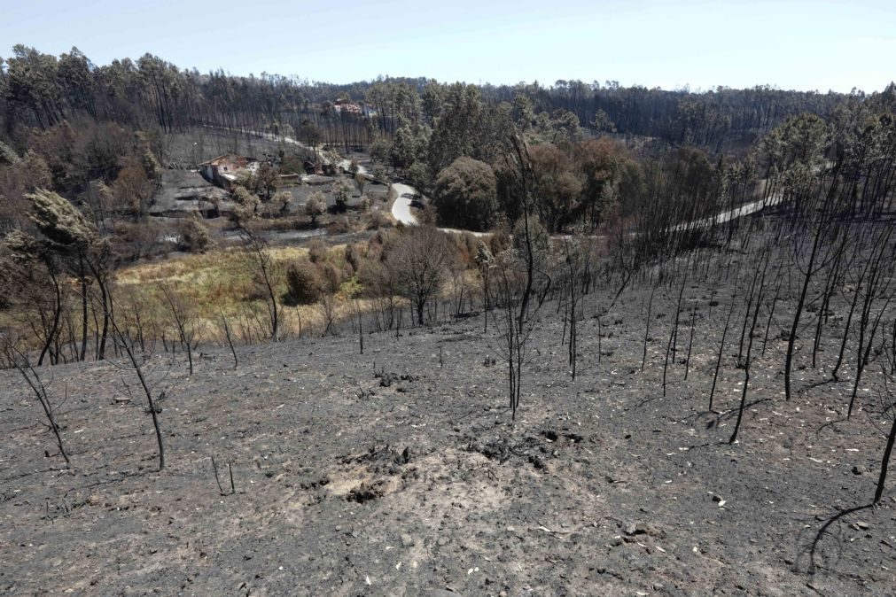 Fundo Revita apoia 363 agricultores afetados por incêndio de Pedrógão Grande com 812 mil euros