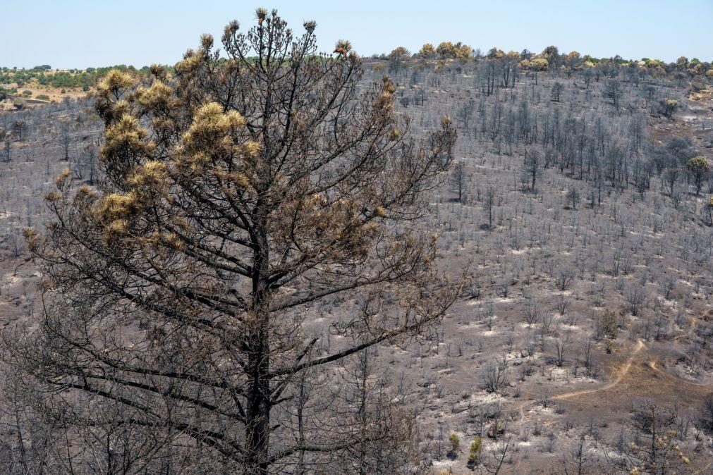 Extinto incêndio que lavrou 22 dias e queimou 1.500 hectares em Ávila, Espanha
