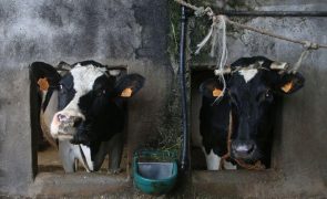 Produtores de leite apelam aos supermercados que subam preço ao produtor