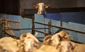 Guardiões da Serra da Estrela apoiaram 5.399 animais com alimentação