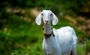 Português apanhado a fazer sexo com cabra na Suíça