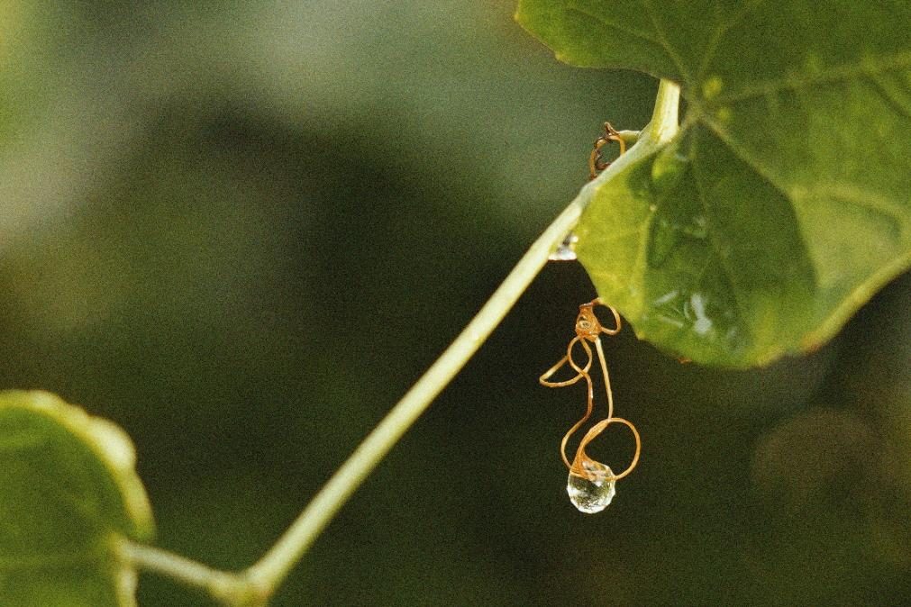 Previsão do tempo com possibilidade de chuva fraca ou chuvisco