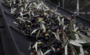 Cooperativa de Olivicultores do Fundão preocupada com quebra na produção de azeitona