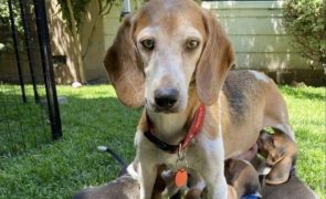 Harry e Meghan Markle adotam cadela vítima de maus-tratos