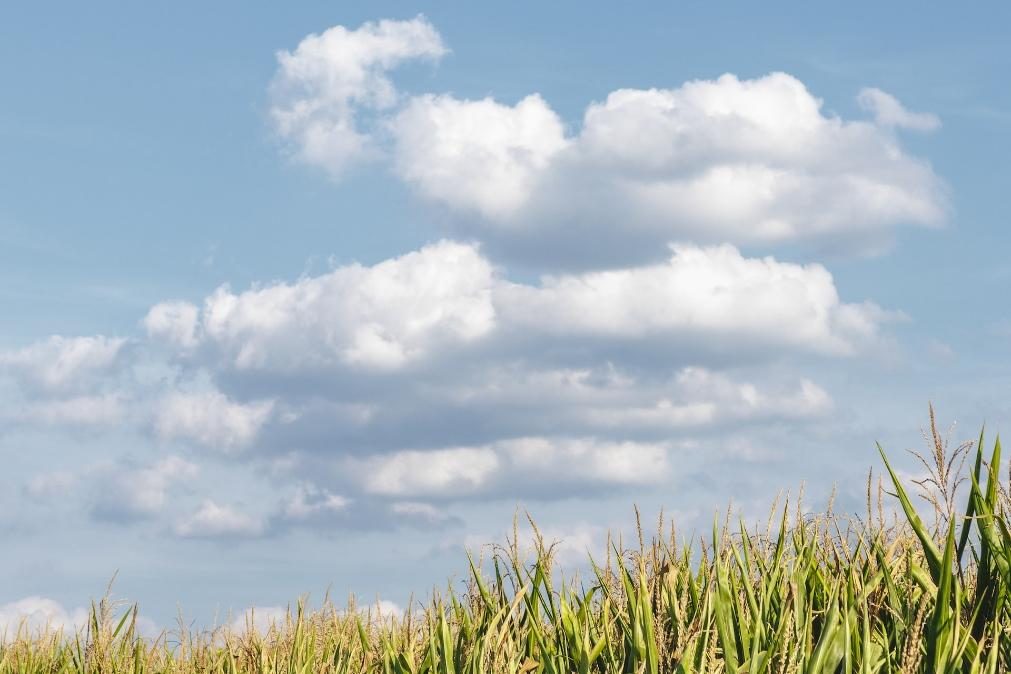 Meteorologia: Previsão do tempo para sábado, 12 de novembro