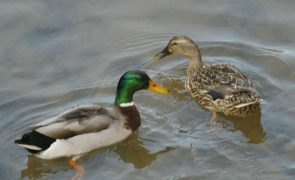 Gripe das aves detetada em Santarém numa exploração de patos
