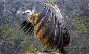 Tejo Internacional concentra 70% da população de abutres-pretos em Portugal